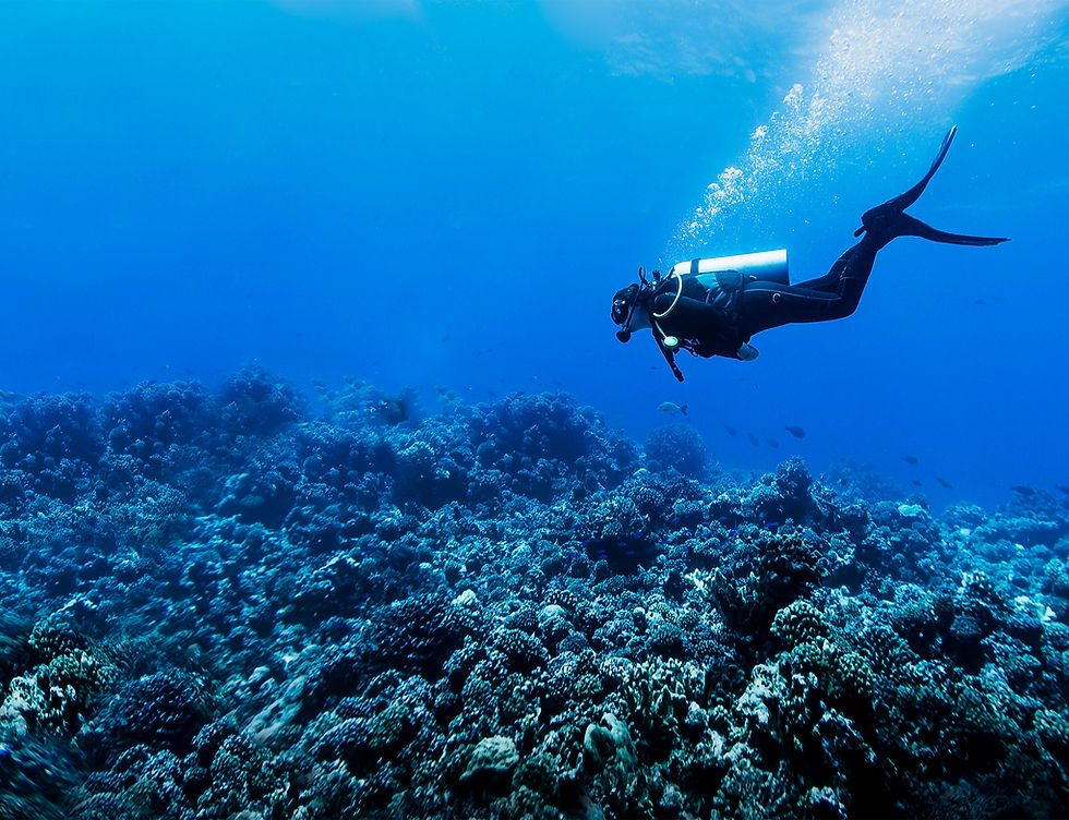 Taucher in Reef