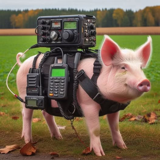 Pig Rig pic.jpg