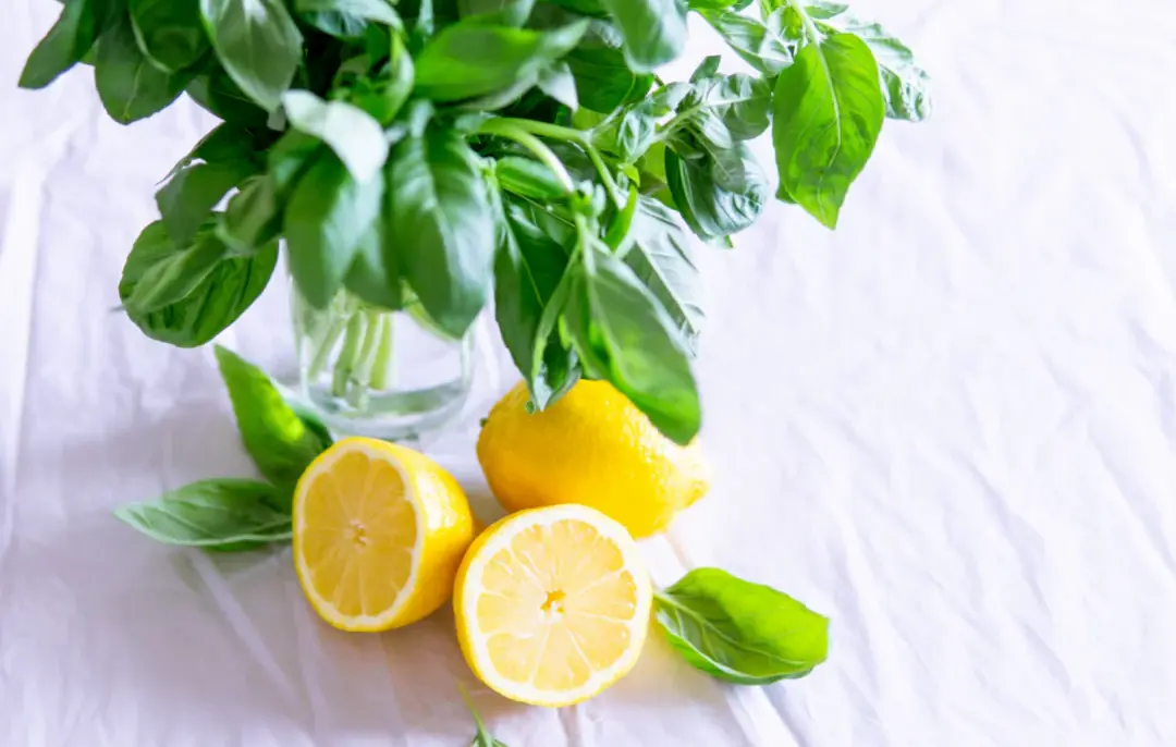 XXI._Lemon_BasilPhotopng_36ec9f72-014e-4329-b8be-bf949f980dfa.png.webp