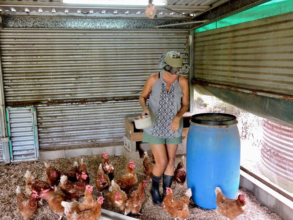 Chooks in Queensland