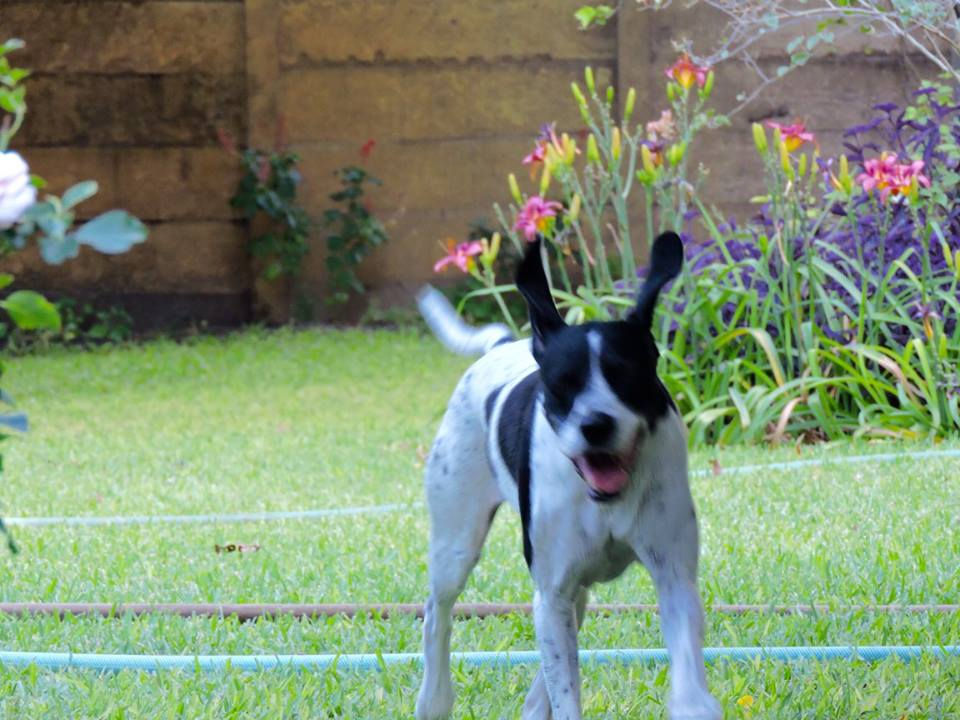 Pip enjoys her run, Muan Botswana