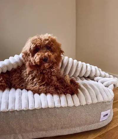 Miniatura: Cafide Cama perro pana con Capucha Beige M 50x70x15cm