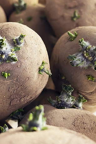 Vfarm Agro seed potatoes