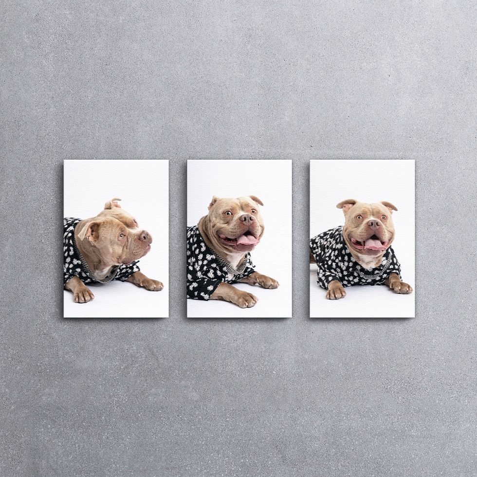DerpSnap Pet Photography Canvas Art Wall Displays - 100x45cm
