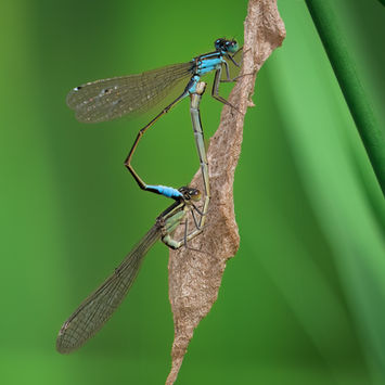 Grosse Pechlibelle1.jpg