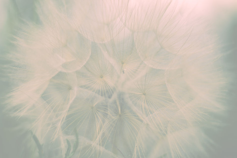 macro photography of dandelion_edited.jpg