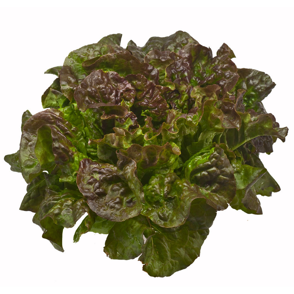 Lettuce Red Leaf Andy Boy/Case USA