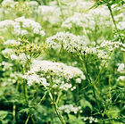 Yarrow flowers