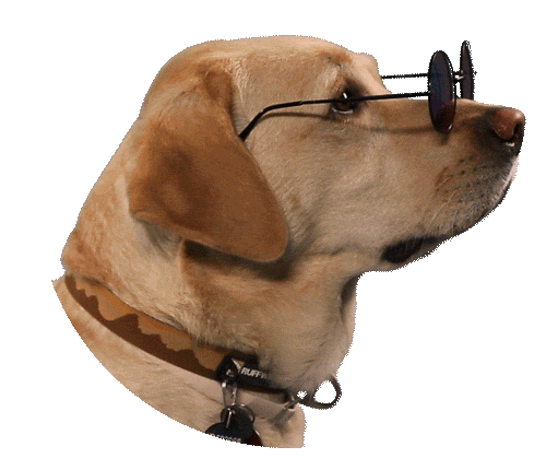 perro educado.gif