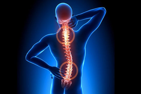 columna-vertebral-partes-large.jpg