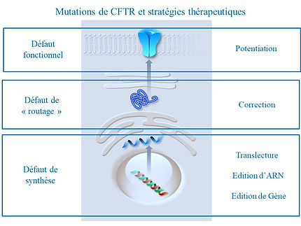 Schéma mucoviscidose mutations CFTR stratégies thérapeutiques
