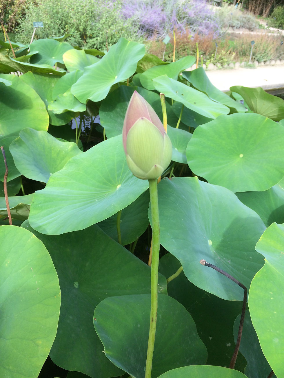 Miniature : Vert 2- Jardin botanique Paris