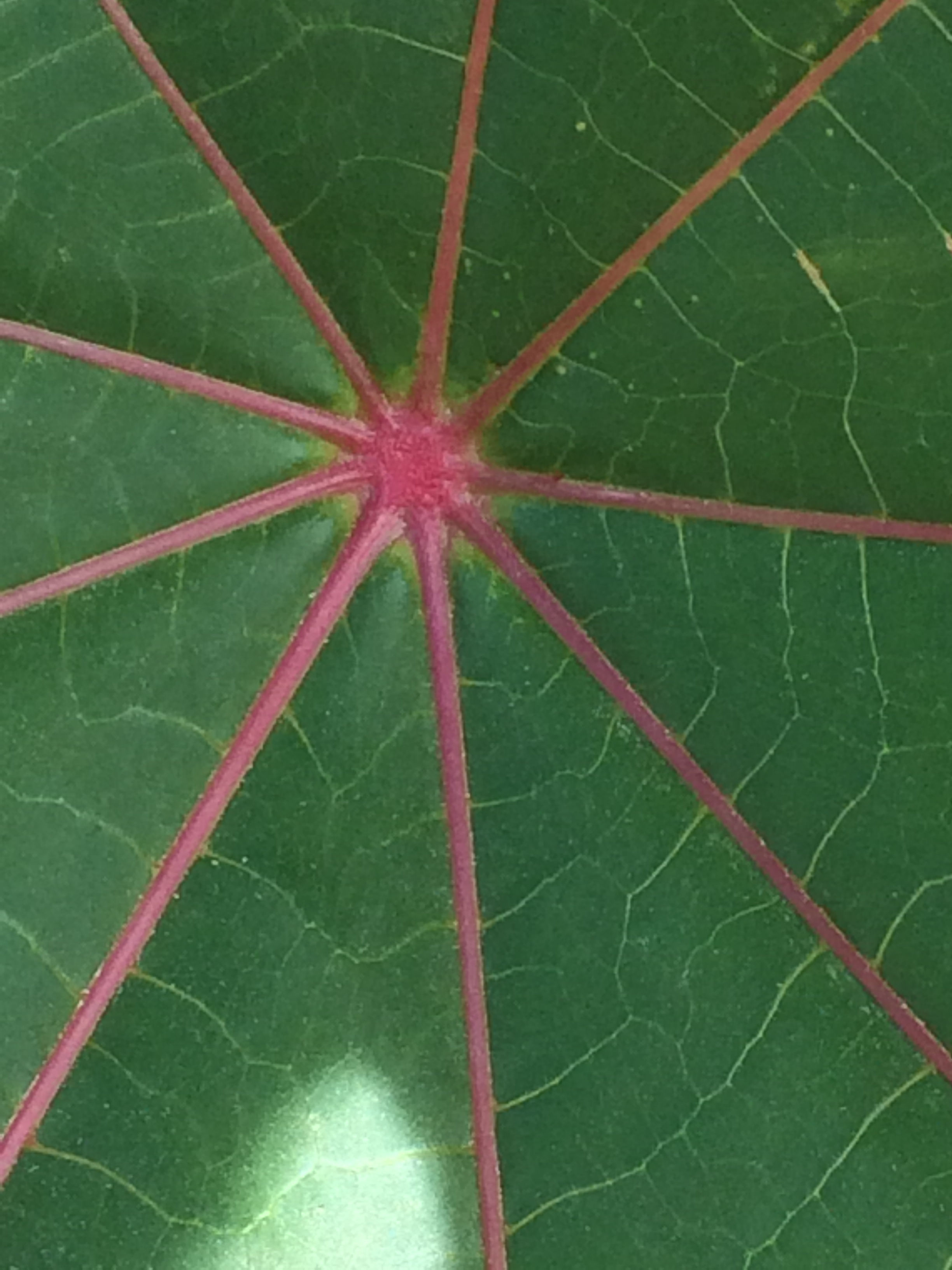 Vert 2- Jardin botanique Paris