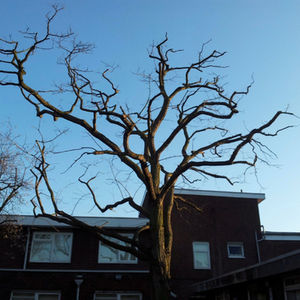 a tree with blue sky in the background