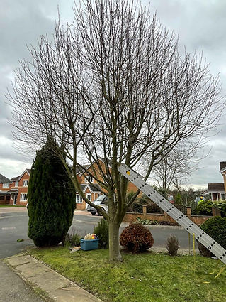 Bare tree with leaning ladder