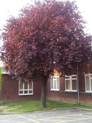 A vibrant tree displaying bright red leaves