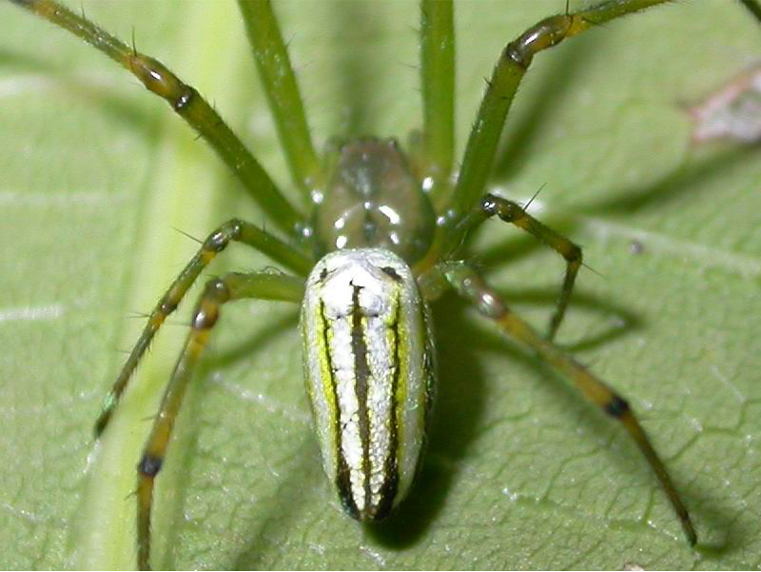 Lecucauge magnifica – Long-jawed spider