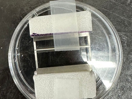 ✨ Advancing Nerve Repair with Spider Silk Technology ✨