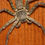 Thumbnail: Heteropoda venatoria - Giant crab spider