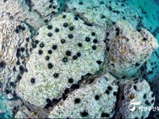 기후재난리포트12 ⑪ 해양산성화 | 바다에 녹아든 이산화탄소, 바다 사막화까지 이어져