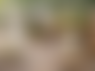 Μαστίχα: Το «δάκρυ» της Χίου