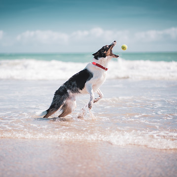 chien sportif2_edited.jpg