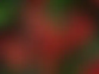 The Ancestral Wisdom of Skincare and Forage Beauty’s Regenerative Approach