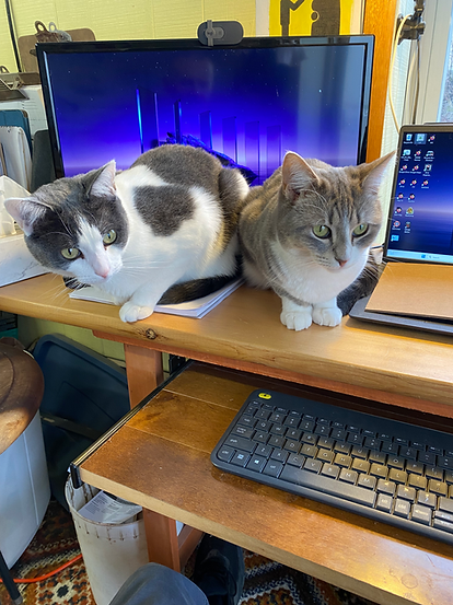 Boat shop cats