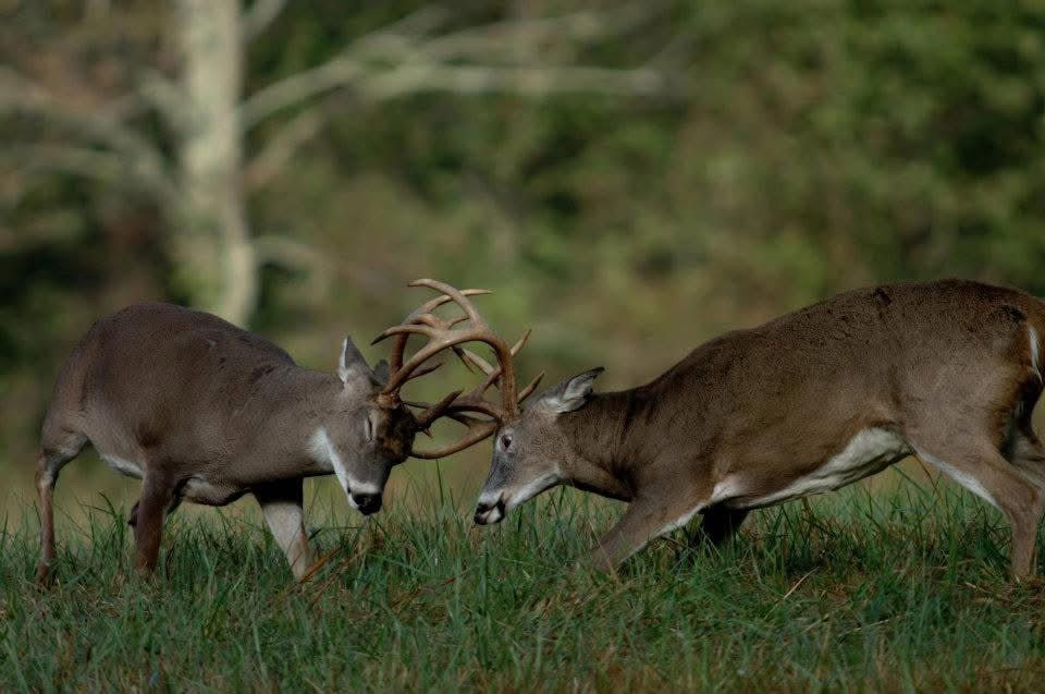 SCouting Whitetails sparring.jpg