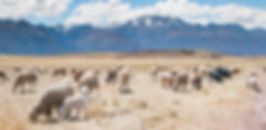 free lesson plan and resources about animal populations