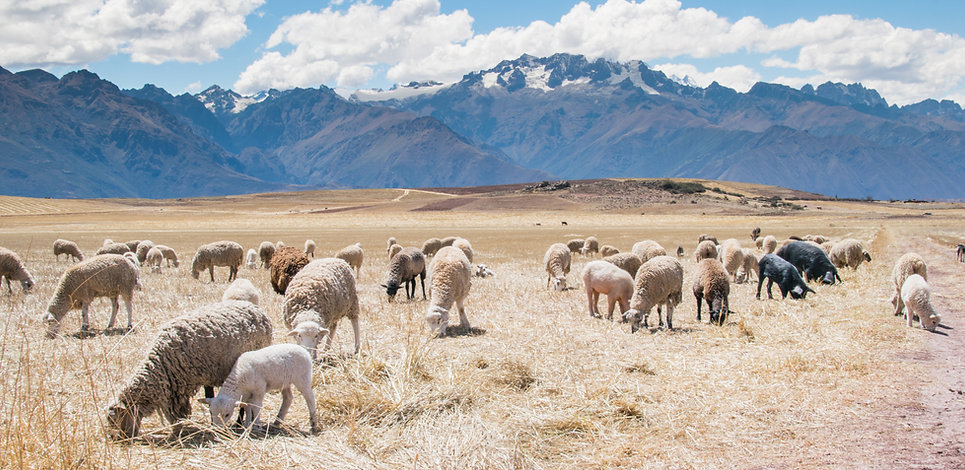 free lesson plan and resources about animal populations
