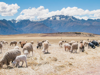 Loving Sheep & Goats
