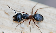 carpenter-ant.png