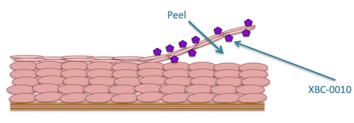 molecular-peeling-713.webp