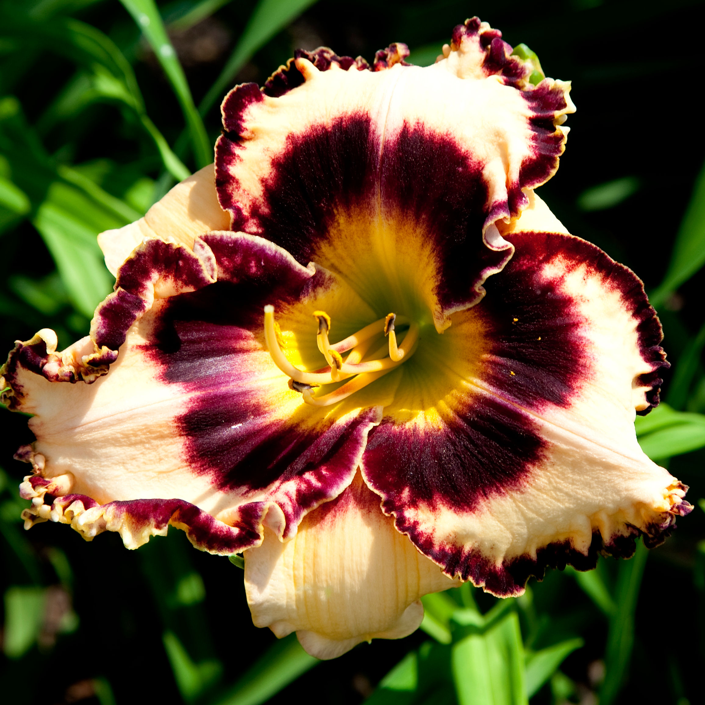 Cleopatra of Gascone (2)