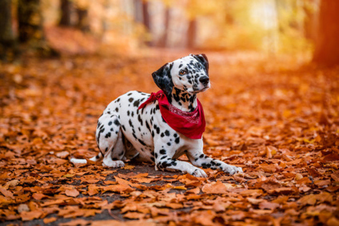 Chien promenade chasse