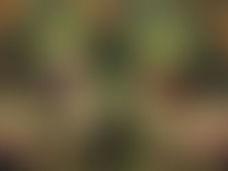 O pecado de nossos primeiros pais, Adão e Eva