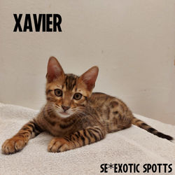 Xavier