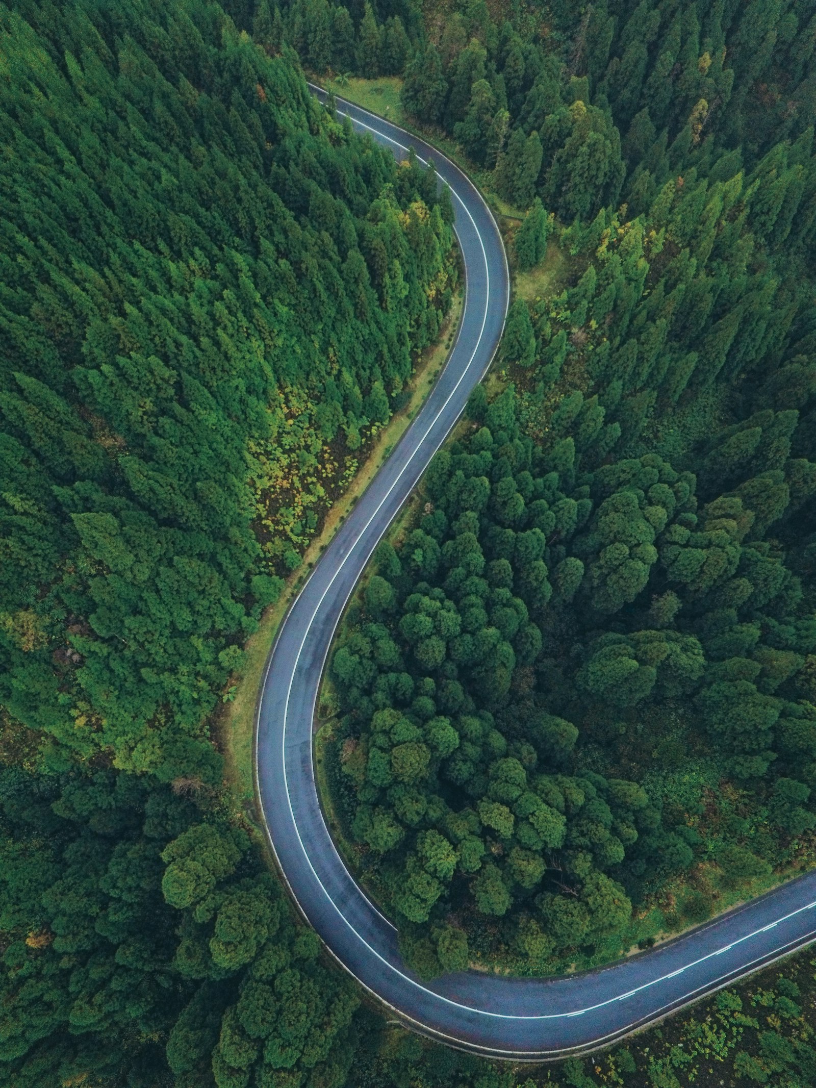 Illustrative stock photograph of a winding road through a forest