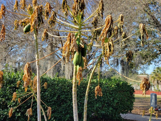 How the Unexpected Florida Cold Front Impacted Naples Landscaping — And How to Protect Your Yard Moving Forward
