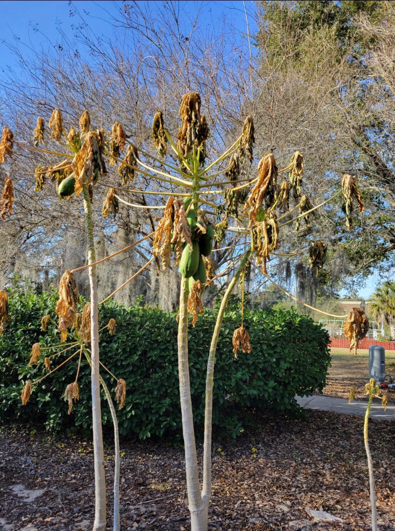 How the Unexpected Florida Cold Front Impacted Naples Landscaping — And How to Protect Your Yard Moving Forward