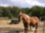 Horse Shoot on Kodak PixPro AZ255