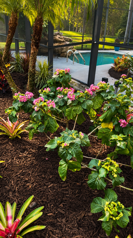 Landscape Makeover Naples