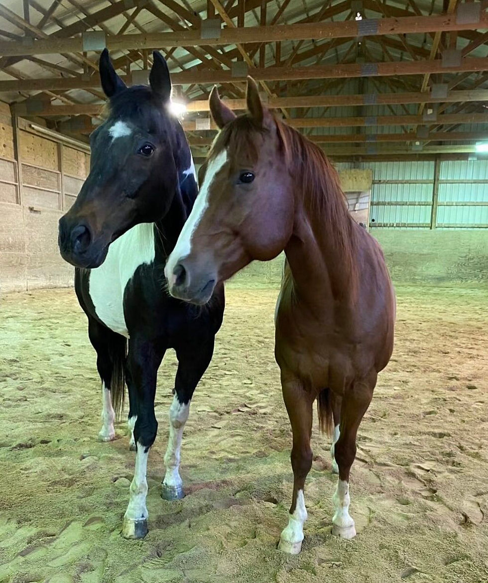 Nonprofit equine therapy