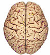 Cerebrum (storhjärnan)