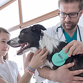 Vet Examining Dog
