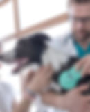 Vet Examining Dog