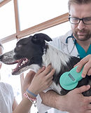 Vet Examining Dog