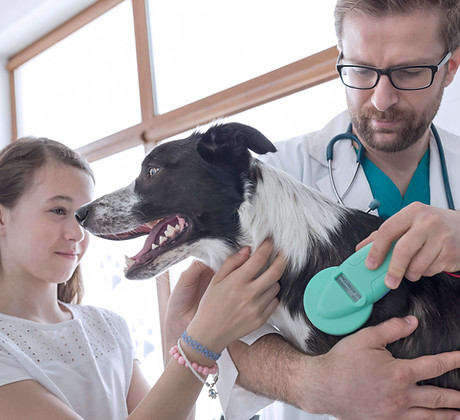 Vet Examining Dog