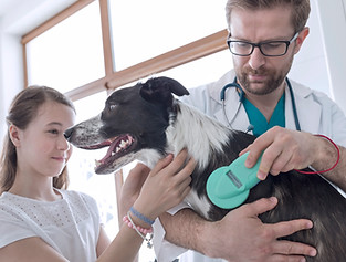 Vet Examining Dog